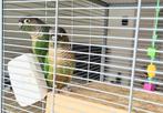 Pyrrhura koppeltje,kleur groen. Geboorte datum 5-5-2024, Dieren en Toebehoren, Ophalen of Verzenden, Zo goed als nieuw