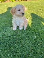 Maltipoo (Maltezer x Poedel) pups, Nederland, Overige rassen, CDV (hondenziekte), 8 tot 15 weken