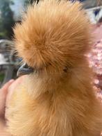 Raszuivere Usa zijdehoen ( haan) geent tegen marek, Dieren en Toebehoren, Pluimvee, Meerdere dieren, Kip