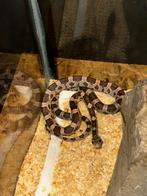 Pantherophis guttatus/Rode Rattenslang, Dieren en Toebehoren, Reptielen en Amfibieën, Slang, 0 tot 2 jaar