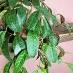 Lipstick plant / Aeschynanthus marmoratus stekje GEZOCHT, Huis en Inrichting, Kamerplanten, Overige soorten, Minder dan 100 cm