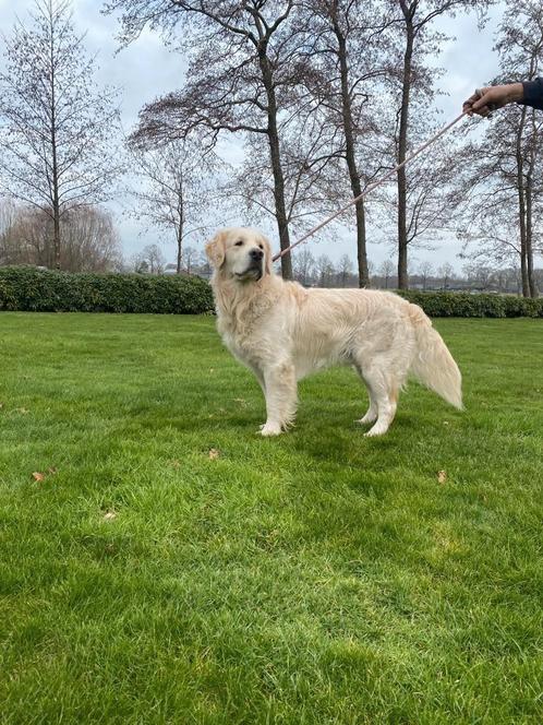 Golden Retriever dek reu. (Olly), Dieren en Toebehoren, Honden | Dekreuen, Reu, Fokker | Hobbymatig, Meerdere, Nederland, 1 tot 2 jaar