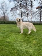 Golden Retriever dek reu. (Olly), Dieren en Toebehoren, Reu, CDV (hondenziekte), 1 tot 2 jaar, Meerdere