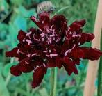 Zaden Duifkruid diep donkerpaars - Scabiosa atropurpurea, Tuin en Terras, Verzenden, Voorjaar, Volle zon, Zaad