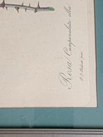 Pierre Joseph Redoute Rosier Campanule a fleurs blanches, Ophalen of Verzenden