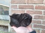 Jonge peruvian cavia, Dieren en Toebehoren, Knaagdieren, Cavia, Mannelijk, December, Tam