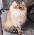 Ketten Met Stamboom, Dieren en Toebehoren, Katten en Kittens | Overige Katten, Meerdere dieren, Langharig, 0 tot 2 jaar