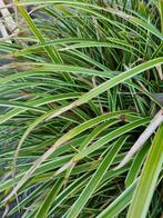 carex morrowii ice dance P9, Tuin en Terras, Ophalen of Verzenden