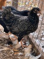 3 barnevelder kriel hennen zilver gezoomd van 20 weken, Vrouwelijk, Kip