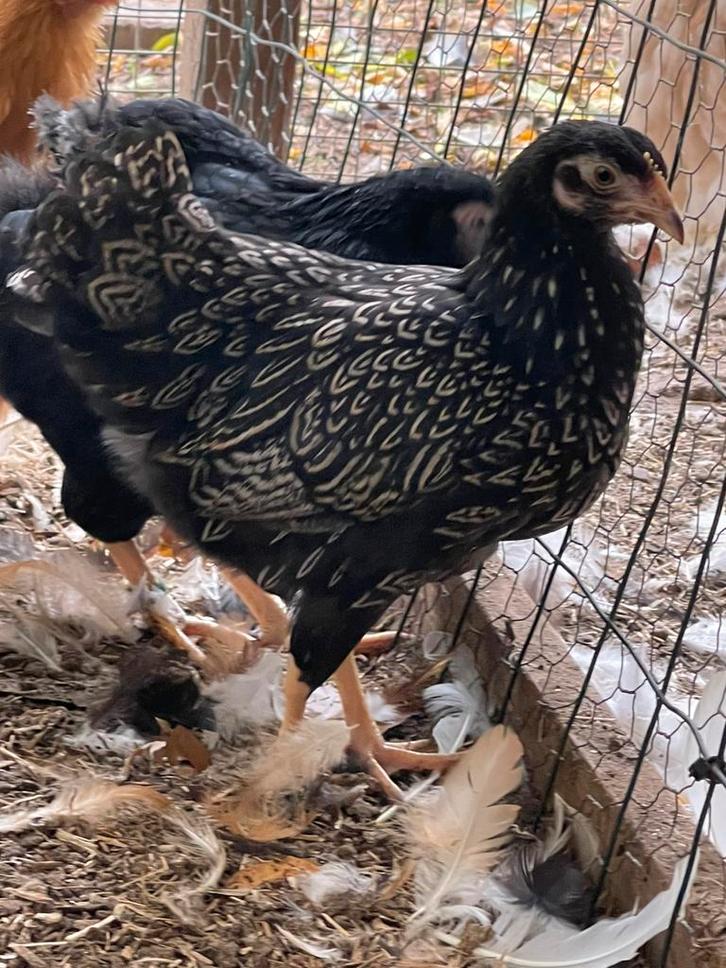 3 barnevelder kriel hennen zilver gezoomd van 20 weken, Dieren en Toebehoren, Pluimvee, Kip, Vrouwelijk