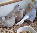 Diamantduifjes koppels, Dieren en Toebehoren, Vogels | Overige Vogels, Meerdere dieren