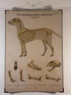 educatieve oude anatomie poster hondenoorsprong Zweden, Ophalen of Verzenden