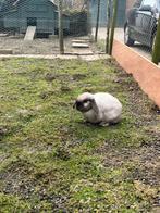 Koppel hangoor dwerg konijnen, Dieren en Toebehoren, Meerdere dieren, Dwerg, Hangoor