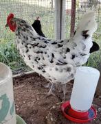 Italienner en dalmatiërs zwarte Sussex hennen kippen, Meerdere dieren, Kip