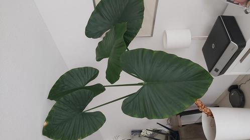 olifantoor 2,5 meter hoog, Huis en Inrichting, Kamerplanten, Overige soorten, 200 cm of meer, Groene kamerplant, Halfschaduw, Ophalen