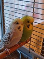 Parkieten paartje met ruime kooi, Dieren en Toebehoren, Vogels | Parkieten en Papegaaien, Meerdere dieren, Parkiet, Tam