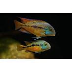 Chicliden, Dieren en Toebehoren, Vis