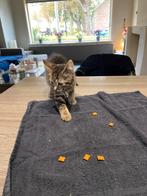 Cypers kitten Jeffrey, Kater, Kortharig, 0 tot 2 jaar