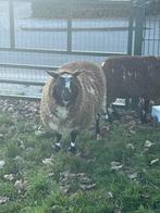 2 bonte ooien tk, Dieren en Toebehoren, Schapen, Geiten en Varkens, Vrouwelijk, Schaap