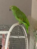 Geelvoorhoofd Amazone papegaai!! handtam, Dieren en Toebehoren, Mannelijk, Papegaai