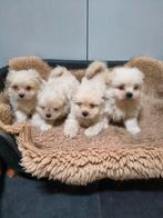 Boomer x Pomeriaan pups, Dieren en Toebehoren, Honden | Chihuahua's en Gezelschapshonden, Overige rassen, CDV (hondenziekte), 8 tot 15 weken