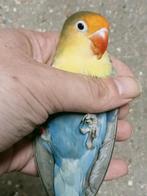 Prachtig koppel agapornis fisheri YF emerald x wk split geel, Meerdere dieren, Dwergpapegaai of Agapornis, Geringd