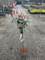 Photinia 'Red Robin' op stam - Glansmispel, Tuin en Terras, Planten | Bomen, Overige soorten, Lente, 100 tot 250 cm, Ophalen