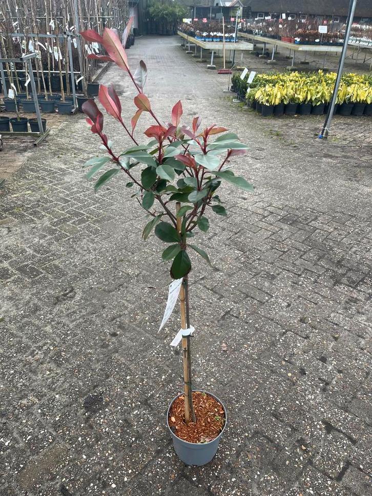 Photinia 'Red Robin' op stam - Glansmispel, Tuin en Terras, Planten | Bomen, Overige soorten, 100 tot 250 cm, Volle zon, Lente