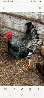 Barnevelder krielhaan  ( Zilver Zwart ), Dieren en Toebehoren, Pluimvee, Mannelijk, Kip