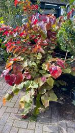 Verschillende soorten en maten cercis struiken en bomen, Tuin en Terras, Planten | Bomen, Ophalen, Volle zon, Overige soorten