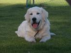 Golden retriever dekreu. ( Max), Dieren en Toebehoren, Reu, CDV (hondenziekte), Meerdere, 3 tot 5 jaar