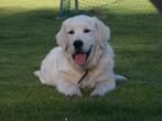 Golden retriever dekreu. ( Max), Dieren en Toebehoren, CDV (hondenziekte), Meerdere, 3 tot 5 jaar, Reu