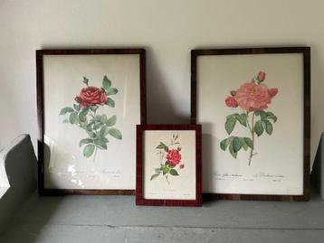 3 x vintage afbeelding rozen. P.J. Redoute. 