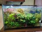 Volledig aquarium, Ophalen, Zo goed als nieuw, Gevuld zoetwateraquarium