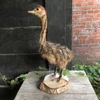 Opgezette jonge struisvogel, Antiek en Kunst, Ophalen of Verzenden