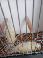 2 jonge catharinas, Dieren en Toebehoren, Vogels | Parkieten en Papegaaien, Meerdere dieren, Parkiet