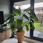 Super Stralitzia, Huis en Inrichting, Kamerplanten, Ophalen, Halfschaduw