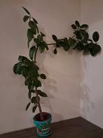 Ficus kamerplant. Hij staat een beetje scheef., Ophalen, Ficus, Halfschaduw, 150 tot 200 cm