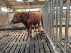 Één kleurige rood dekstier en Mooie longhoorn dekstier, Mannelijk, 0 tot 2 jaar