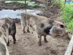 Bonte bentheimer beer te huur €.150,-, Dieren en Toebehoren, Mannelijk, Varken, 0 tot 2 jaar