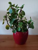 Peperomia +/-35 cm hoog, Huis en Inrichting, Ophalen, Halfschaduw, Minder dan 100 cm