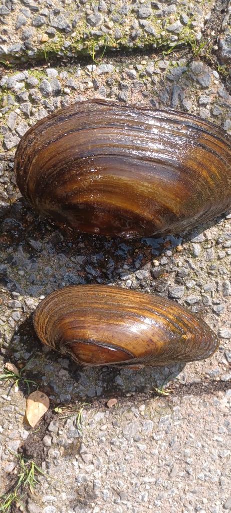 Groenwater de oplossing, Dieren en Toebehoren, Vissen | Vijvervissen, Overige soorten