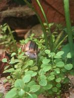 Appelslakken, Dieren en Toebehoren, Reptielen en Amfibieën, Amfibie, 0 tot 2 jaar