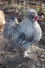 BROEDEIEREN ZIJDEHOENDER KIPPEN USA TYPE, Dieren en Toebehoren, Pluimvee, Geslacht onbekend, Kip