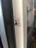 Flappentakken man/vrouw/nimf/eitjes, Dieren en Toebehoren, Insecten en Spinnen, Wandelende tak