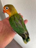 Agapornis Dwergpapegaai Diverse Kleuren Eventueel met kooi, Meerdere dieren, Dwergpapegaai of Agapornis, Tam