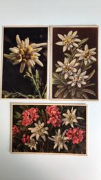 Edelweiss. 3 kaarten edelweiss., Ophalen of Verzenden