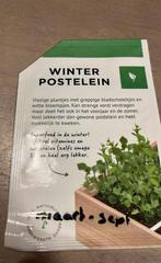 Winter postelein, Tuin en Terras, Bloembollen en Zaden, Ophalen of Verzenden, Voorjaar, Volle zon