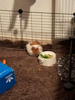 4 cavias te koop, Dieren en Toebehoren, Cavia, Februari, Mannelijk, Tam