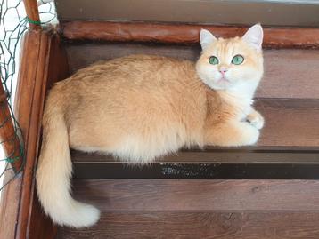 Luxe Britse gesteriliseerd poes Black Golden shell, STAMBOOM beschikbaar voor biedingen